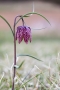 Schachblume (Fritillaria meleagris)