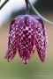 Schachblume (Fritillaria meleagris)