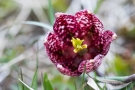 Schachblume (Fritillaria meleagris)