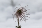 Fruchtstand der Küchenschelle (Pulsatilla vulgaris)