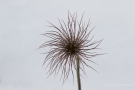 Fruchtstand der Küchenschelle (Pulsatilla vulgaris)