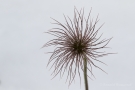 Fruchtstand der Küchenschelle (Pulsatilla vulgaris)