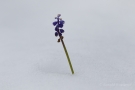 Traubenhyazinthe (Muscari)