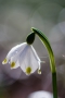 Der Märzenbecher (Leucojum vernum) hat viele Namen: Frühlingsknotenblume, Märzbecher, Märzglöckchen, Großes Schneeglöckchen