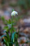 Märzenbecher (Leucojum vernum)