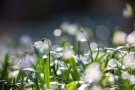 Die unscharfen Blüten im Hintergrund sehen wie Lichtpunkte aus. Man nennt sie "Flares"