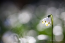 Märzenbecher (Leucojum vernum)