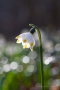 Märzenbecher (Leucojum vernum)