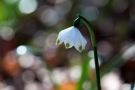 Märzenbecher (Leucojum vernum)