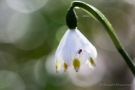 Märzenbecher (Leucojum vernum) mit Spinne