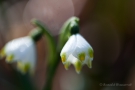 Märzenbecher (Leucojum vernum)