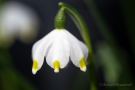 Märzenbecher (Leucojum vernum)