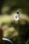 Märzenbecher (Leucojum vernum)