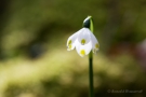 Märzenbecher (Leucojum vernum)