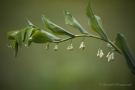 Vielblütiges Salomonssiegel (Polygonatum multiflorum)