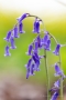 Hasenglöckchen (Hyacinthoides, Hyacinthoides non-scripta)