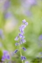 Hasenglöckchen (Hyacinthoides, Hyacinthoides non-scripta)