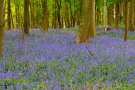 Hasenglöckchen (Hyacinthoides, Hyacinthoides non-scripta)