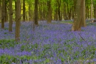 Hasenglöckchen (Hyacinthoides, Hyacinthoides non-scripta)