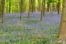 Hasenglöckchen (Hyacinthoides, Hyacinthoides non-scripta)