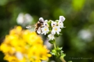 Augentrost (Euphrasia officinalis) mit Biene
