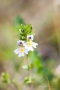 Augentrost (Euphrasia officinalis)