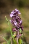 Breitblaettriger Thymian (Thymus pulegioides)