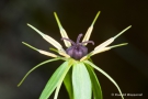 Einbeere (Paris quadrifolia)