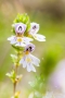 Augentrost (Euphrasia officinalis)