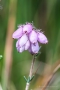 Glockenheide (Erica tetralix) in der Krekeler Heide