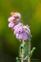 Glockenheide (Erica tetralix) in der Sistig-Krekeler Heide