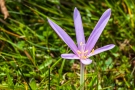 Herbstzeitlose (Colchicum autumnale)