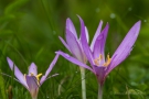 Herbstzeitlosen (Colchicum autumnale)