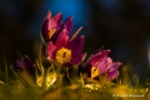 Kuhschellen (Pulsatilla vulgaris)