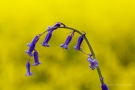 Hasenglöckchen (Hyacinthoides, Hyacinthoides non-scripta)