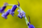 Hasenglöckchen (Hyacinthoides, Hyacinthoides non-scripta)