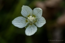 Sumpf-Herzblatt (Parnassia palustris)