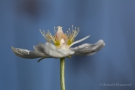 Sumpf-Herzblatt (Parnassia palustris)