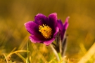 Kuhschelle (Pulsatilla vulgaris)