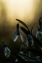 Schneeglöckchen (Galanthus) im Gegenlicht
