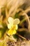 Gelbes Galmei-Veilchen (Viola calaminaria)