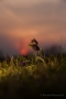 Kuhschellen (Pulsatilla vulgaris) im Abendlicht