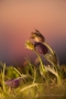 Kuhschellen (Pulsatilla vulgaris) im Abendlicht