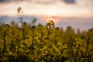 Rapsfeld im Sonnenuntergang