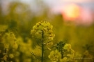 Rapsfeld im Sonnenuntergang