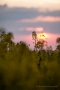 Rapsfeld im Sonnenuntergang