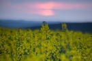 Rapsfeld im Sonnenuntergang