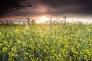 Rapsfeld im Sonnenuntergang