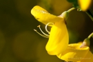 Ginsterblüte (Genista)