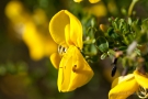 Ginsterblüte (Genista)